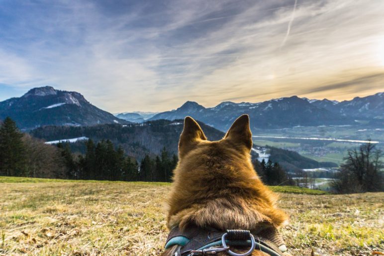 Hat er doch ein Auge für das Panorama? Hundeblick über das nördliche Inntal