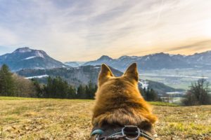 Sie nannten es Winterwanderung: Auf der Wiese am Dandlberg in den Sonnenuntergang schauen