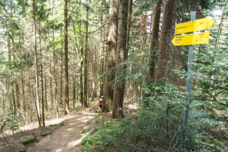 Steil bergab durch den Wald