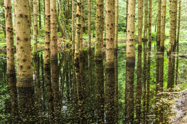 Bäume stehen im Wasser des Moorsees