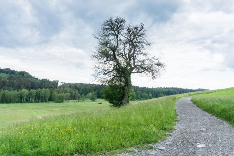 Vor dem Baum biegen wir nach links ab