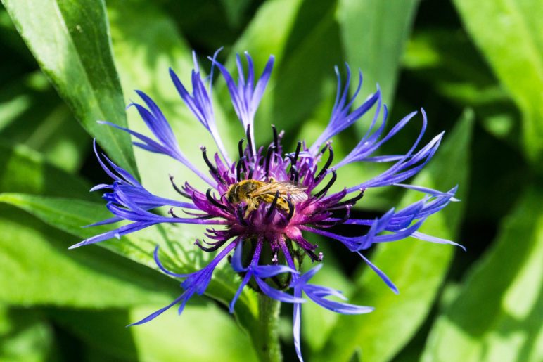 Bienen und andere Insekten mögen Bergflockenblumen