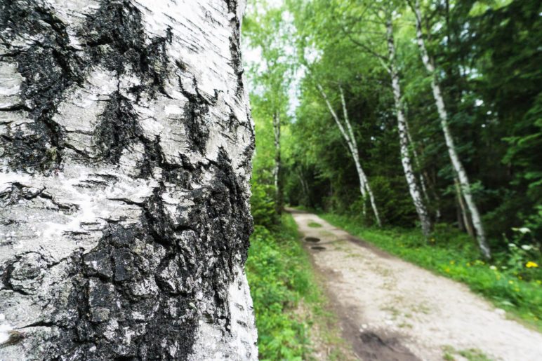 Eine leichte Wanderung über breite Wege