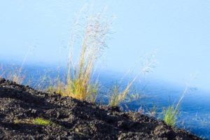 Besonders viel Ufervegetation hat er nicht zu bieten, aber am Südwestufer wachsen ein paar Gräser