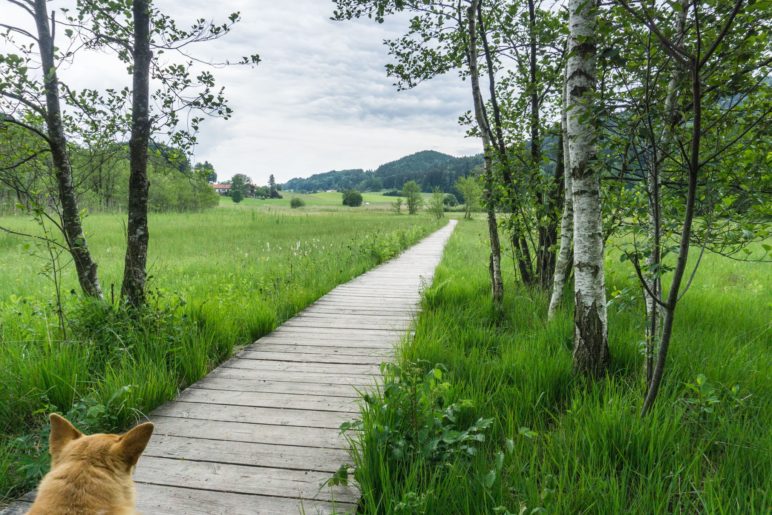 Auf dem Holzbohlenweg durch die Feuchtwiesen