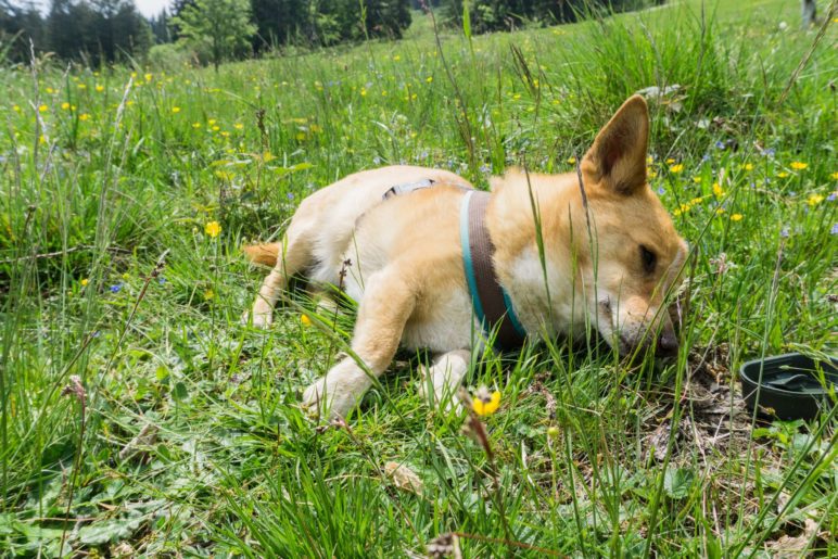 Hunde-Bergglück: In der Blumenwiese liegen
