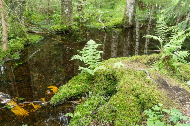 Der kleine Moorsee im Wald