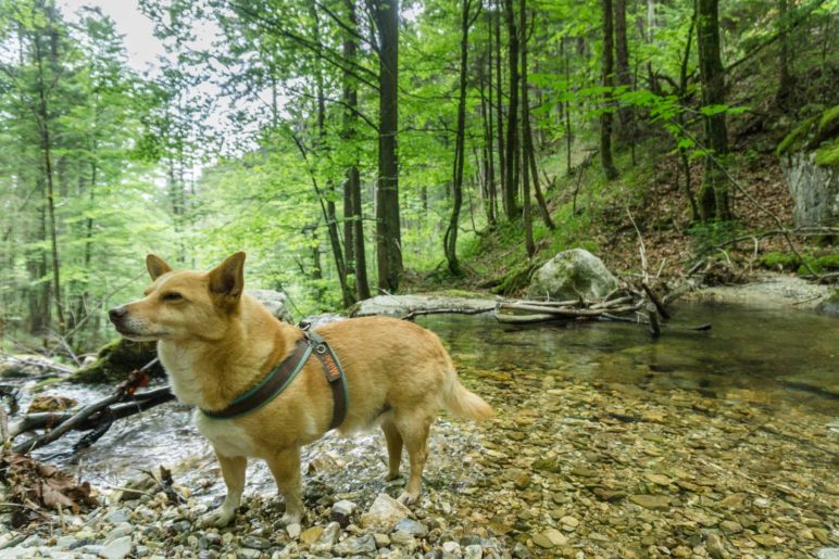 Rast am Rottauer Bach