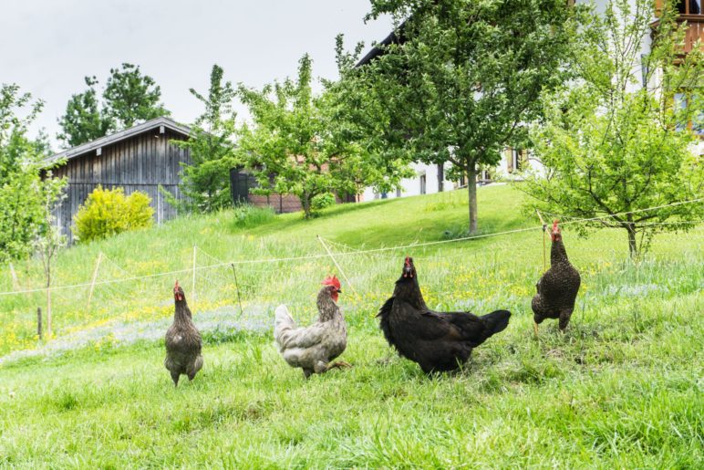 Bilderbuch-Landleben in Schwarzenberg mit Hühnern …