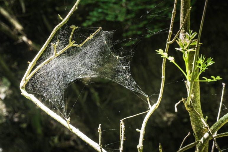 Neben dem Weg: Spinnweben im Sonnenlicht