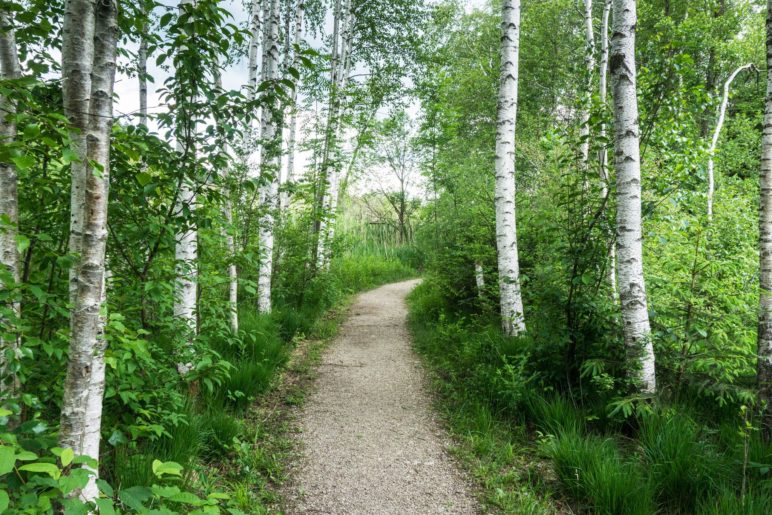 Zwischen den Birken hindurch führt der Weg in Richtung Bärnsee