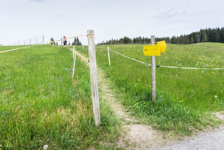 Kleiner Wiesenweg in Richtung Tregler-Alm