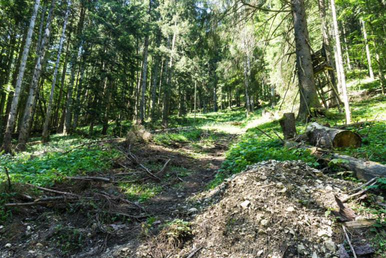 In der Kurve zweigt dieser schmale Steig ab. Links, aber auch schwer erkennbar: Die Leitung