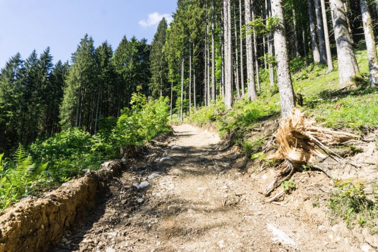 Im unteren Teil des Bergsteigs, der hier noch sehr breit ist