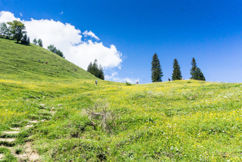 Durch die Blumenwiesen geht es von der Schuhbräualm zur Rampoldalm