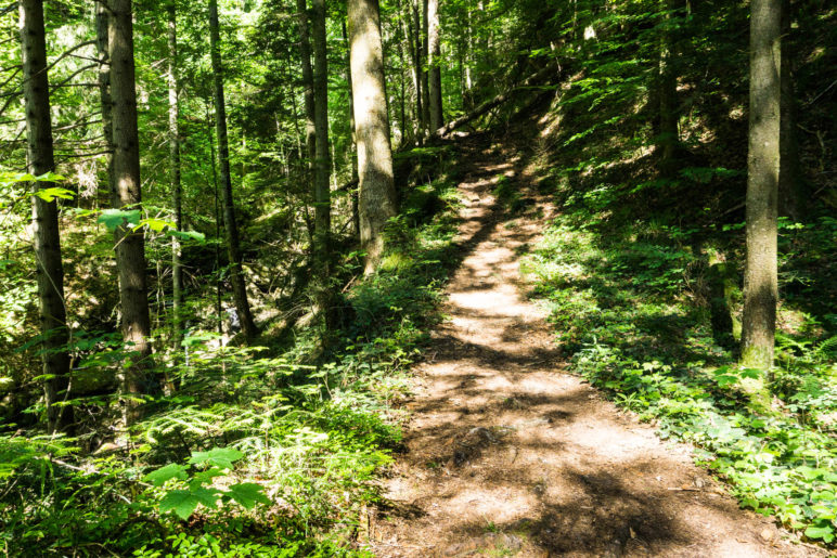 Deutlich schöner als der Fahrweg: Aufstieg im Wald