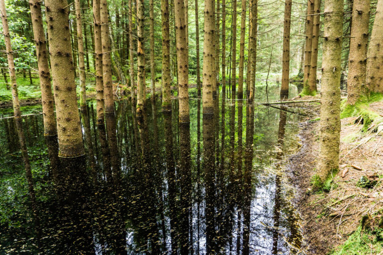 Die Wanderung um den Bärnsee führt mitten durch ein Moorgebiet