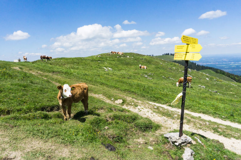 Rinder am Abzweig zum Gipfel. Wir wandern über Almwiesen