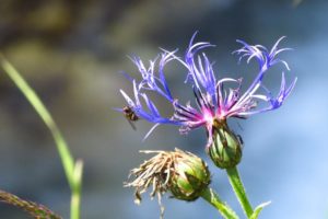 Eine Bergflockenblume am Wegrand