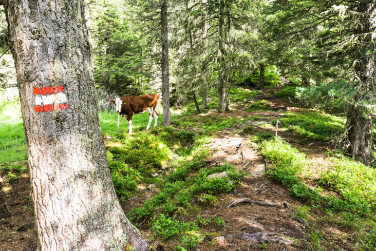 Rinder mitten im Wald? Das ist auf diesem Weg nicht ungewöhnlich 