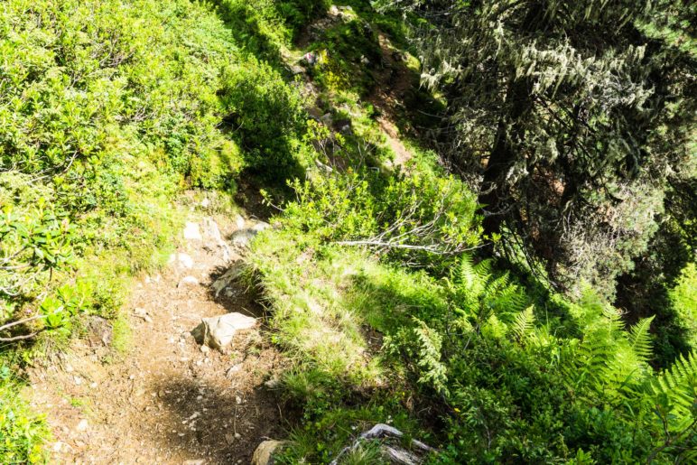 An einigen Stellen führt der Steig recht vogelwild am Hang entlang