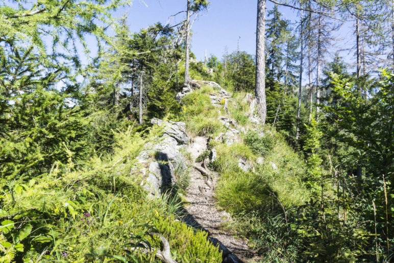 Im Aufstieg zum höchsten Punkt der Wanderung auf etwa 925 Metern Höhe