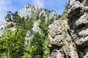 In der Kaltenbachwildnis unterhalb vom Adlerhorst