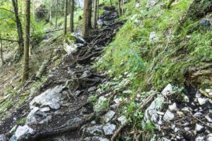 Auf schmalen und wurzeligen Steigen geht es im Wald bergauf