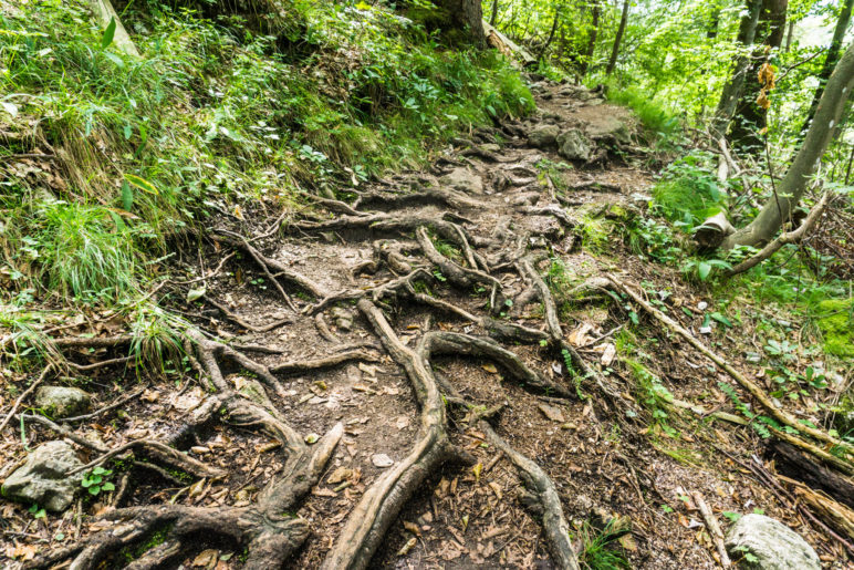 Über wurzelige Weg ewandern wir bergauf durch den Bergwald