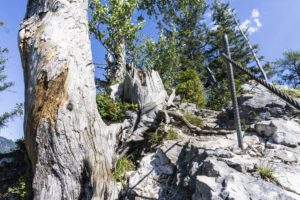 Über Felsen und an Baumstümpfen vorbei führt der versicherte Weg zurück