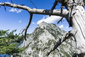 Der Traunstein, von den Ästen des Baums umrahmt