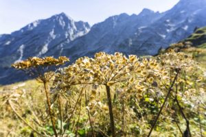 Trockene Gräser und Blumen auf dem Abstiegsweg. Im Hintergrund der Hohe Göll