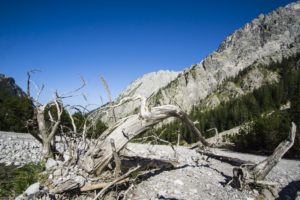 Ein weiteres bizarres Baumskelett im Wimbachgries