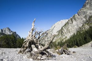 Eine große, tote Baumwurzel liegt auf dem Schotter