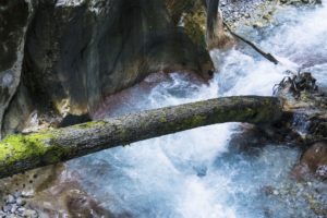 EIn Baumstamm im Wasser