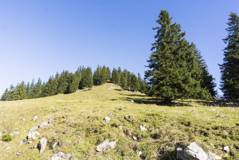 Der Ahornbüchsenkopf von Westen gesehen