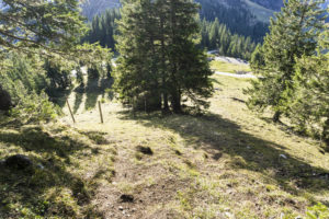 Der kurze Abstiegsweg ist recht steil, der Steig ist nur teilweise erkennbar