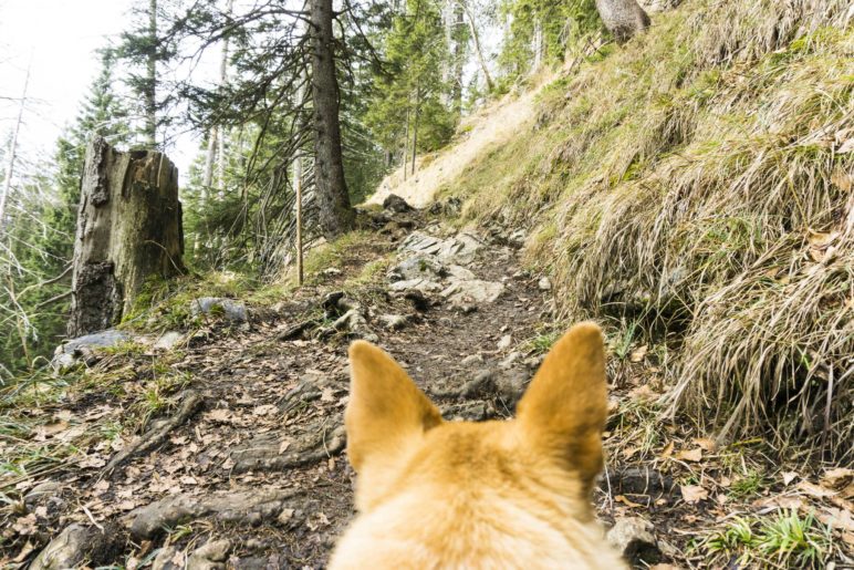 Im Wald wird der Weg zur Seebergalm steiniger