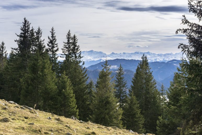 Der Blick zu den schneebedeckten hohen Alpengipfeln