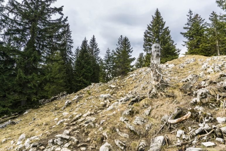 Die letzten, felsdurchsetzten Meter zum Gipfel des Seebergkopfs