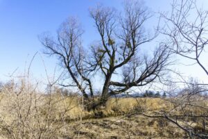 Misteln im Baum