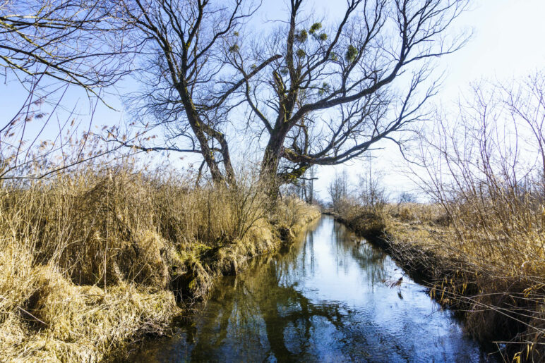 Ein Baum mit vielen Misteln an einem kleinen Bach