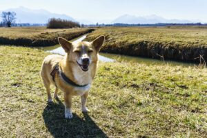 Mikki hat Spaß an der Wanderung