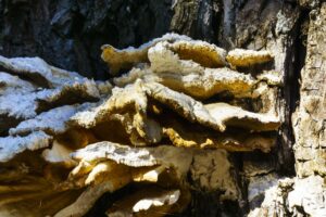 Das müsste ein Schwefelporling sein, der am Baum wächst