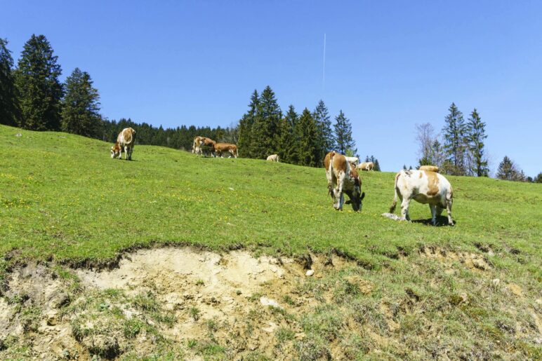 Im mittleren Teil der Wanderung fürhrt der Weg an schönen Almwiesen entlang