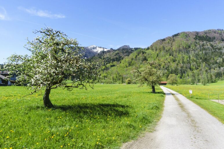 Auf dem Wiesenweg zum Wald