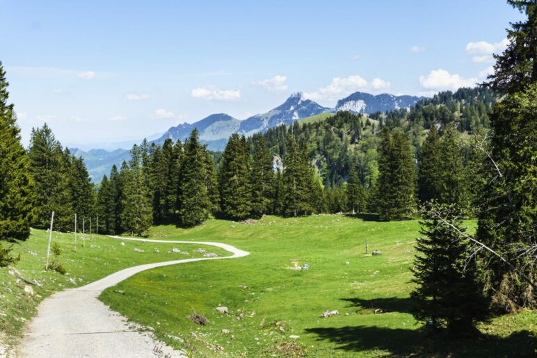 Auf dem breiten Fahrweg wandern wir bergab Richtung Hofalm