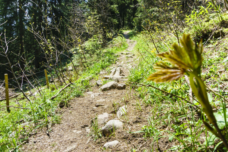 Auf dem Weg zur Riesenhütte