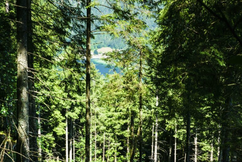 Ein kurzer Blick durhc den Wald auf den Hintersee