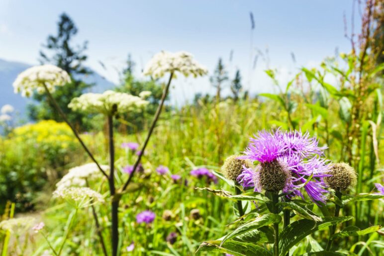 Bergblumenwiese